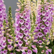 Digitalis Purpurea Dalmatian Rose Foxglove Dobbies Garden Centres Cottage Garden Plants Flower Spike Foxglove
