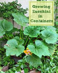 How To Grow Zucchini In Containers Growing Zucchini Growing Vegetables Growing Vegetables In Pots