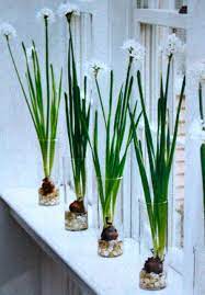 Bulbs have a rounded shape, narrower towards the top, and a flat base called a basal plate. Planting Bulbs Indoors All Winter Long Ripe Red Berries