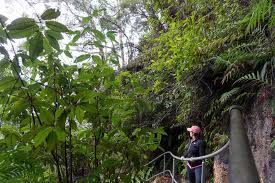 Ruined Castle Hike The Best Bushwalk In The Blue Mountains