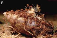 Lets consider a few research backed, natural pest control methods to reduce pests indoors and out. Pest Control Wikipedia