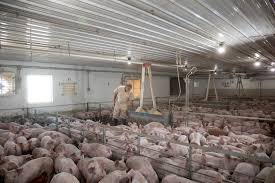 Meat Plant Closures Mean Pigs Are Gassed Or Shot Instead The New York Times