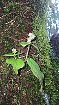 Image result for Impatiens psychadelphoides