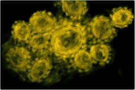 Maternally derived antibodies are a key element of neonatal immunity. Male Fetuses Impair The Maternal And Placental Immune Response To Sars Cov 2 Infection In Pregnancy Finds Study