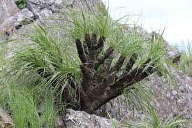 Image result for Xerophyta kirkii