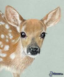Found On Google From Pinterest De Tiere Malen Rehe Zeichnen Hirsch Bild
