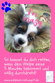 Nicht alles was welpen bzw. Die Verruckten 5 Minuten Welpenerziehung Welpen Welpenerziehung Hunde Erziehen