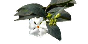 We did not find results for: Flowers Name In English With Hindi Shiv Kids Education