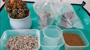 Cacti can be propagated in several ways. How To Plant A Cactus Pup