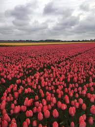 An extraordinary list of the most popular types of flowers with detailed descriptions. So Many Beautiful Fields Of Flowers In The Area Picture Of Hotel Van Oranje Noordwijk Tripadvisor