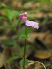 Image result for Disperis