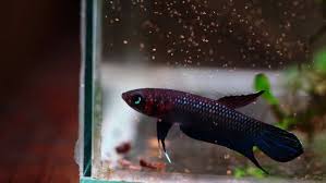 Wile Betta Mandor One Of My Favorite In Black Water Aquatics