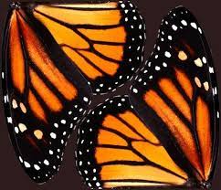 Colorful Fabrics Digitally Printed By Spoonflower Orange Monarch Butterfly Wings Butterfly Wings Monarch Butterfly Printing On Fabric