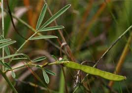 Image result for Tephrosia linearis