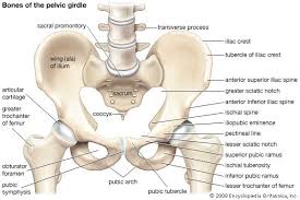 The pelvic cavity is a body cavity that is bounded by the bones of the pelvis. Pelvic Girdle In Human Anatomy Basin Shaped Complex Of Bones That Connects The Trunk And The Legs Supports Pelvic Girdle Pelvic Bone Muscular System Anatomy