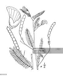 Image result for Aeschynomene micrantha