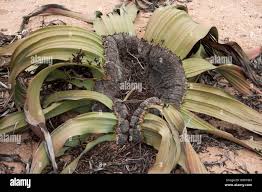 Image result for Cyphostemma hermannioides