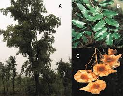 Image result for Pterocarpus