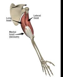 Maybe you would like to learn more about one of these? How To Do Cable Tricep Kickbacks Tricep Isolation Exercise