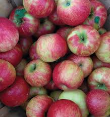 It grows large red apples with cream colored flesh. Honeycrisp Apple Knowledgebase Johnson S Nursery