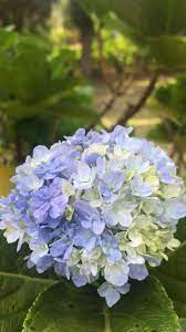 Freesia Flower Shop Home Facebook