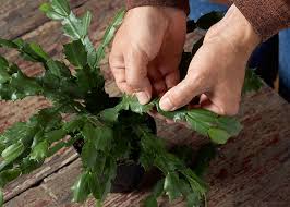 Image result for cactus cuttings