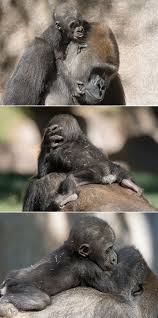 San Diego Zoo Baby Gorillas Animal Hugs Happy Animals
