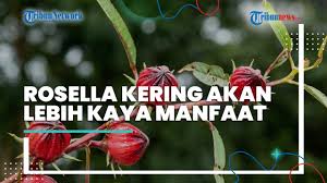Seperti bunga di padang yang yang hari ini ada serta besok lenyap. Begini Cara Mengolah Bunga Rosella Untuk Mendapatkan Senyawa Antioksidan Yang Tinggi Tribun Video