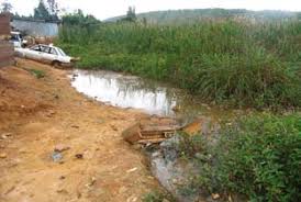 Image result for Stolzia cupuligera