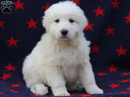 Maremma poodle sales mix