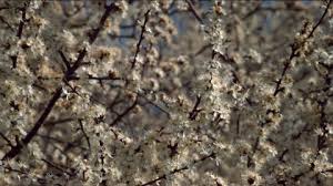 Check spelling or type a new query. Cherry Blossom Limb Germany Hd Stock Video 525 309 967 Framepool Stock Footage