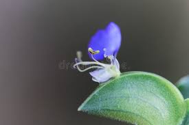 Image result for Commelina zambesica