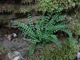 Image result for sleziník Asplenium