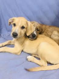 Adopt Rocky On Petfinder In 2020 Labrador Retriever Labrador Retriever Mix Dog Adoption