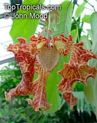 Image result for Morinda angolensis
