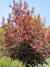 Ein baum verleiht einem haus oder garten erst seinen eigenen „charakter. Der Saengerhof Kleine Hausbaume Fur Jeden Garten