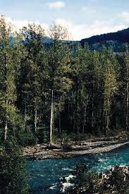 Check spelling or type a new query. Black Cottonwood And Balsam Poplar