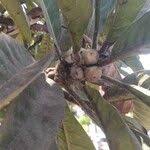 Image result for Ficus saussureana