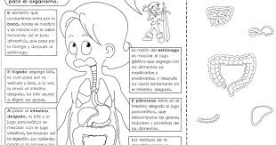 Resultado De Imagen Para Dibujos Para Imprimir Del Aparato Digestivo Para Ninos De Tercer Grado Aparato Digestivo Partes Del Aparato Digestivo Aparatos