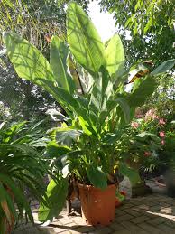 Exotische pflanzen für das besondere im garten. Exoten Frank Home Facebook