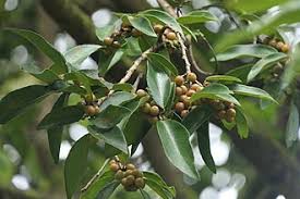 Image result for Bridelia atroviridis