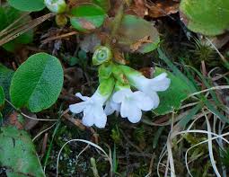 Image result for Aeollanthus repens