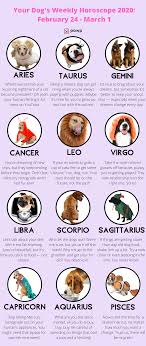 The dogs correctly detected 99 percent of the lung cancer samples, and made a mistake with only 1 percent of the healthy controls. Pin On Pawp