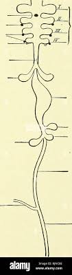 A Text Book Of Embryology For Students Of Medicine Electronic Resource Embryology Embryology Chapter Xii The Development Of The Respiratory System Although The Nasal Chambers And The Pharyngeal Cavity Contribute To The