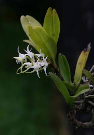 Image result for Cyrtorchis arcuata