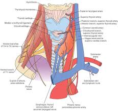 _ a simple study of the muscles making up the neck and chest from different angles. Magicmedic Structures Of The Neck And Upper Chest Human Body Anatomy Arteries And Veins Neck