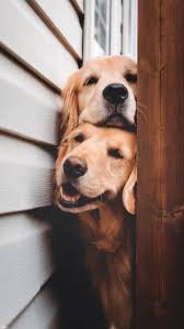 Dogs In 2020 Cute Animals Puppies Cute Dog Wallpaper