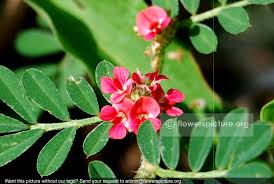 Image result for Indigofera astragalina