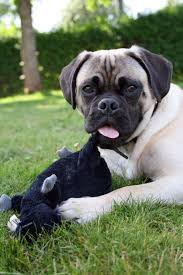 Black And Tan Pugalier Conrad The Pug Poodle Mix Love My Little Pugapoo 75 Pug 25 Poodle Hunde Tiere