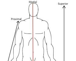 Image of Anterior anatomy